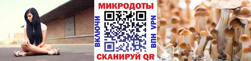 закладки  Новочебоксарск  Галлюциногенные грибы Psilocybe 